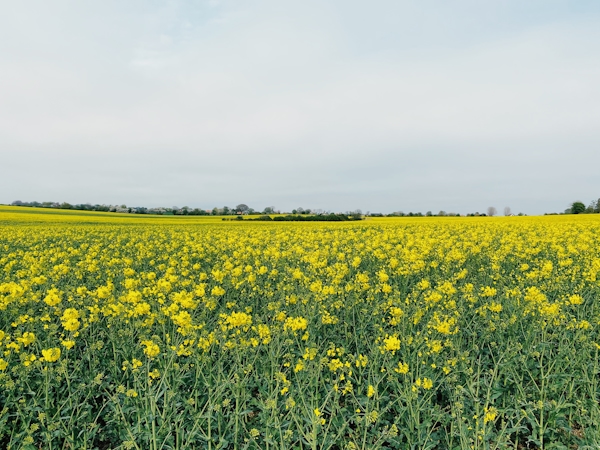 Fraktfartyg i solnedgång på öppet vatten.